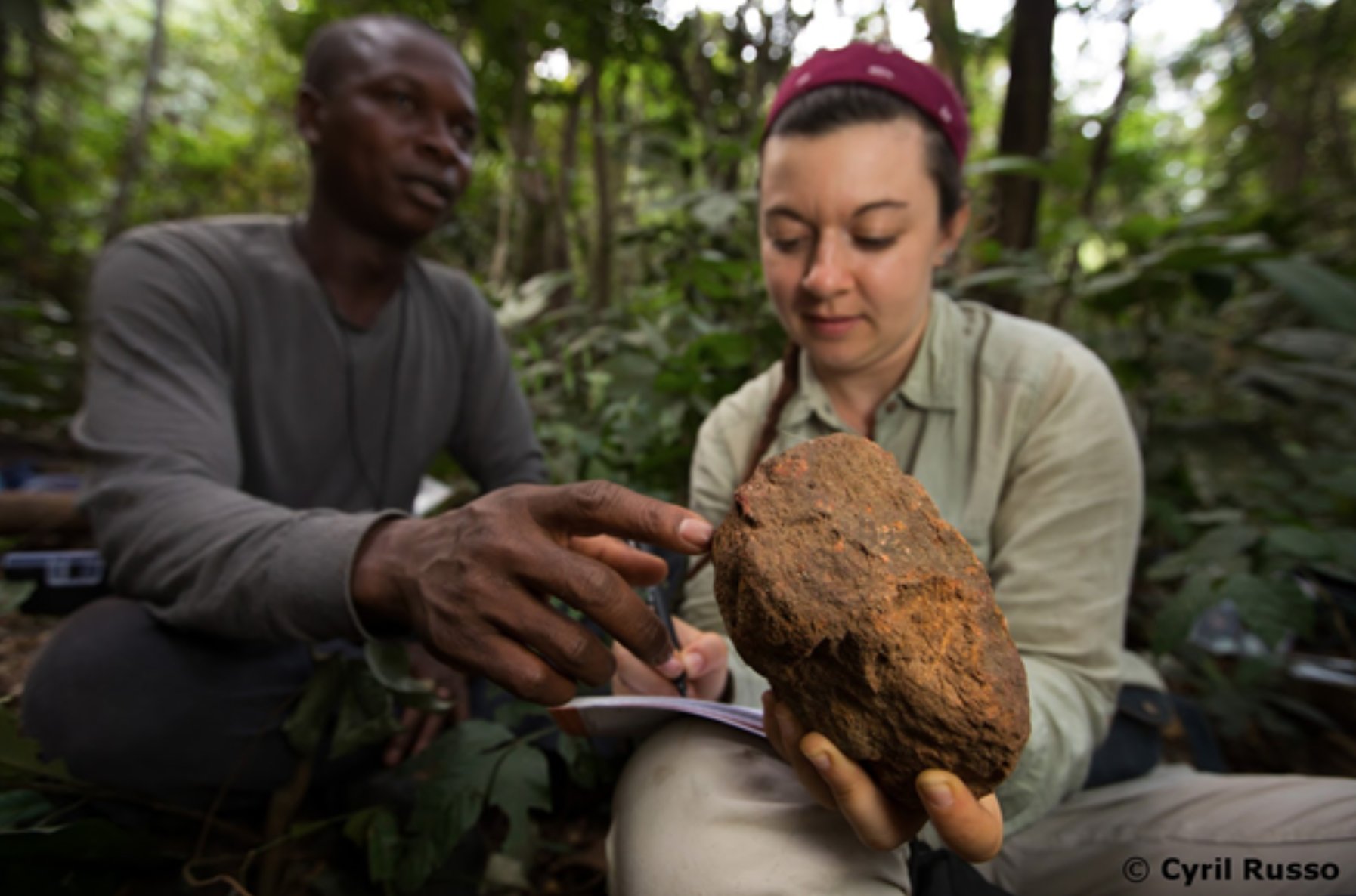 studying chimpanzee stone tools in guinea west africa